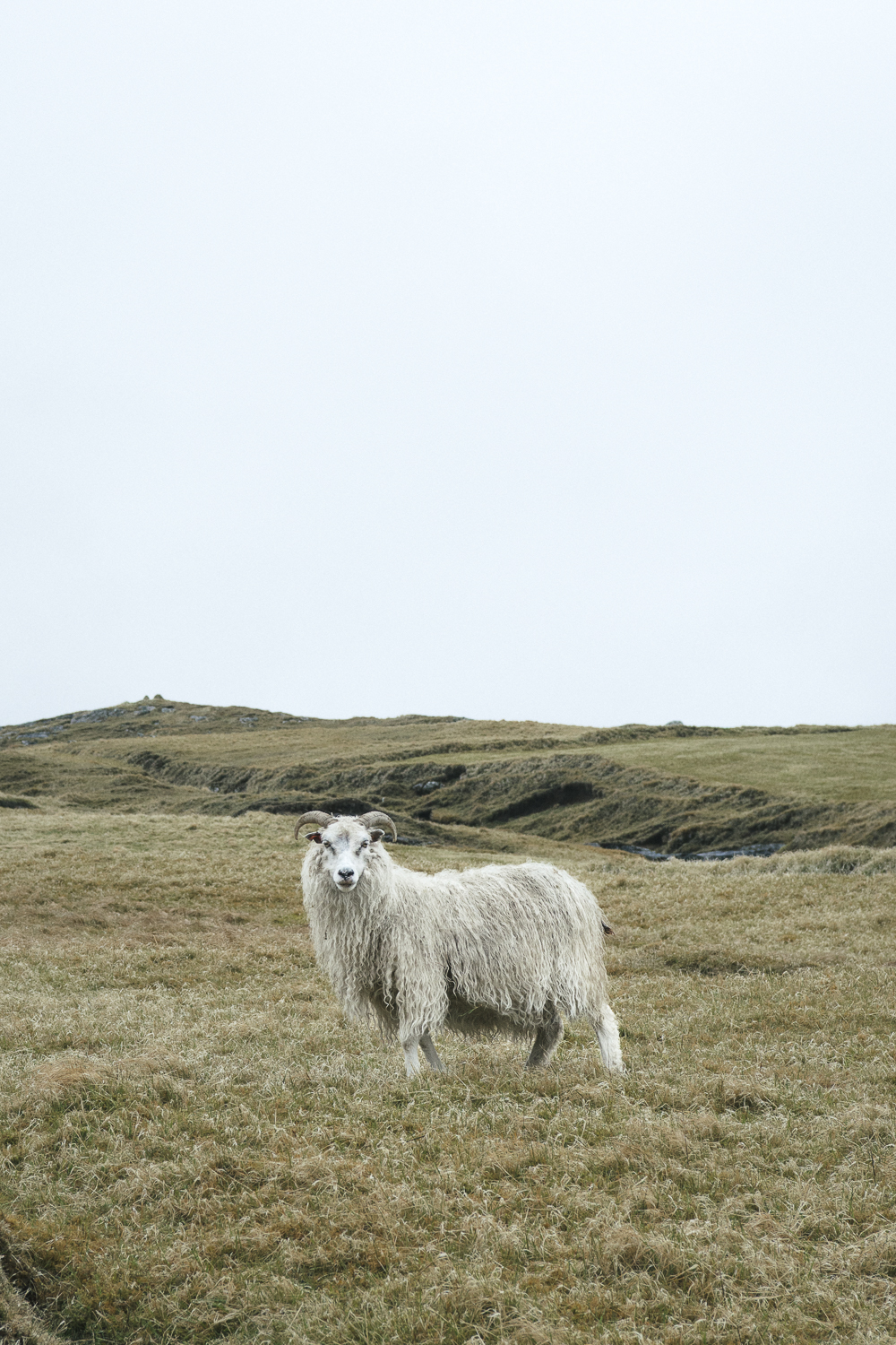 faoe island sheep