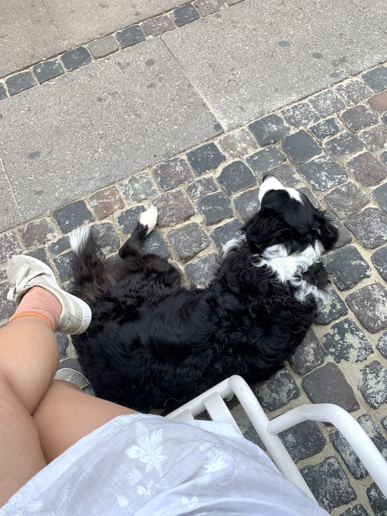 høsttakkefest københavn